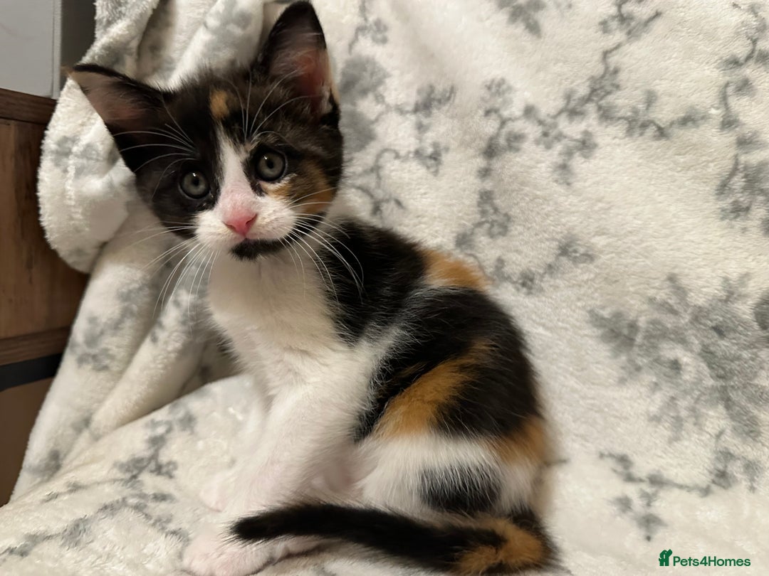 Maine Coon cats for sale: Maine coon babies - Advert 5