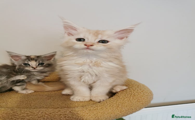 Maine Coon cats - Advert 5