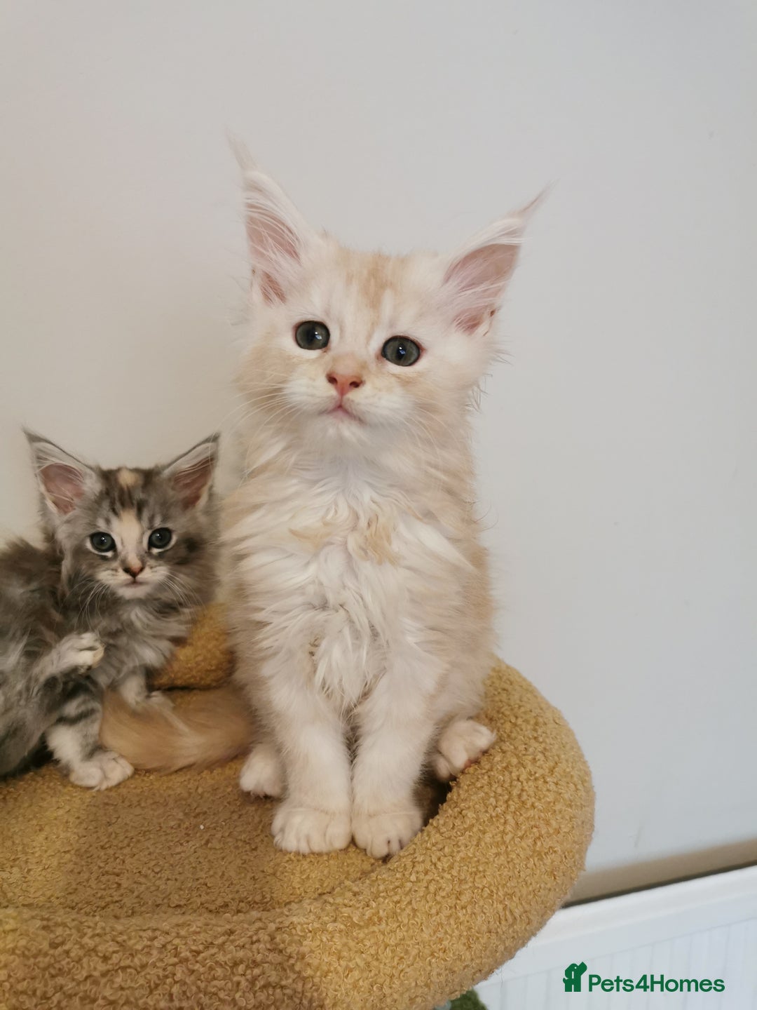 Maine Coon cats for sale: Full pedigree Maine Coon kittens for sale - Image 1