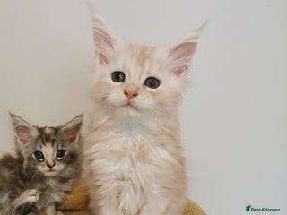 Maine Coon cats - Advert 19