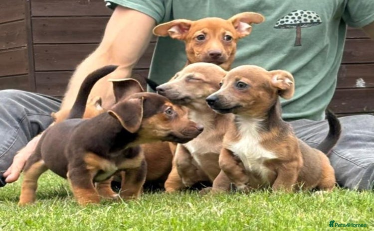 Jack Russell dogs - Advert 1