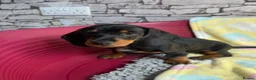Dachshund dogs for sale: Standard Dachshund Puppy NOW READY TO LEAVE! 🐾 - Advert 5