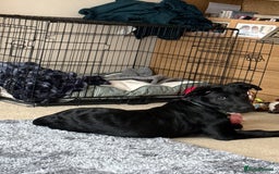 Labrador Retriever dogs for sale: 10 month Black Lab - Image 3