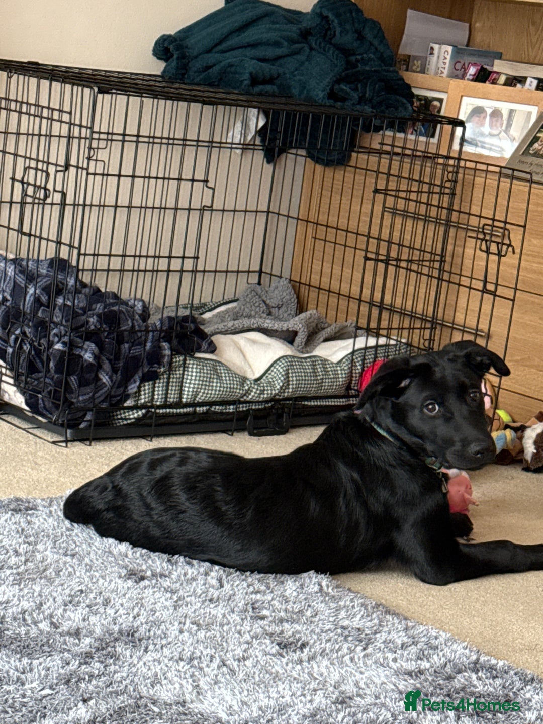 Labrador Retriever dogs for sale: 10 month Black Lab - Image 3