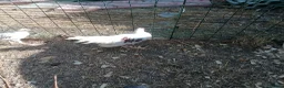 Chickens poultry for sale: Young pair of Yokohamas - Red Saddle - Rare breed - Advert 5