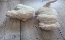 Maltese dogs for sale: Maltese puppies  - Image 12