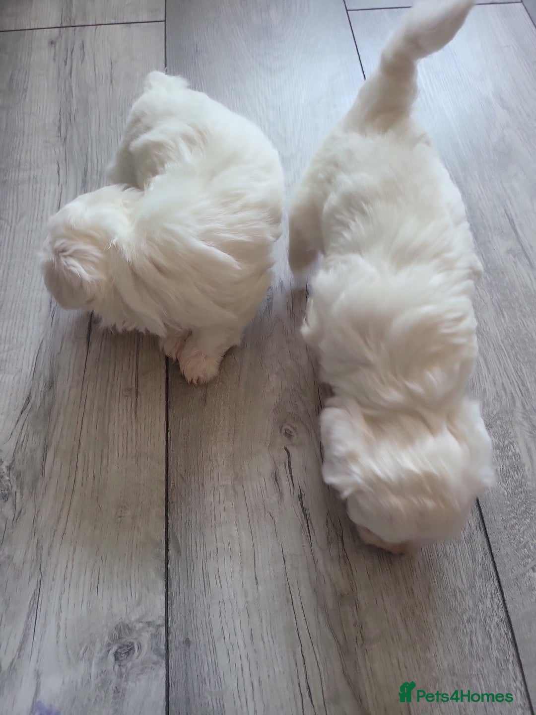 Maltese dogs for sale: Maltese puppies  - Image 12