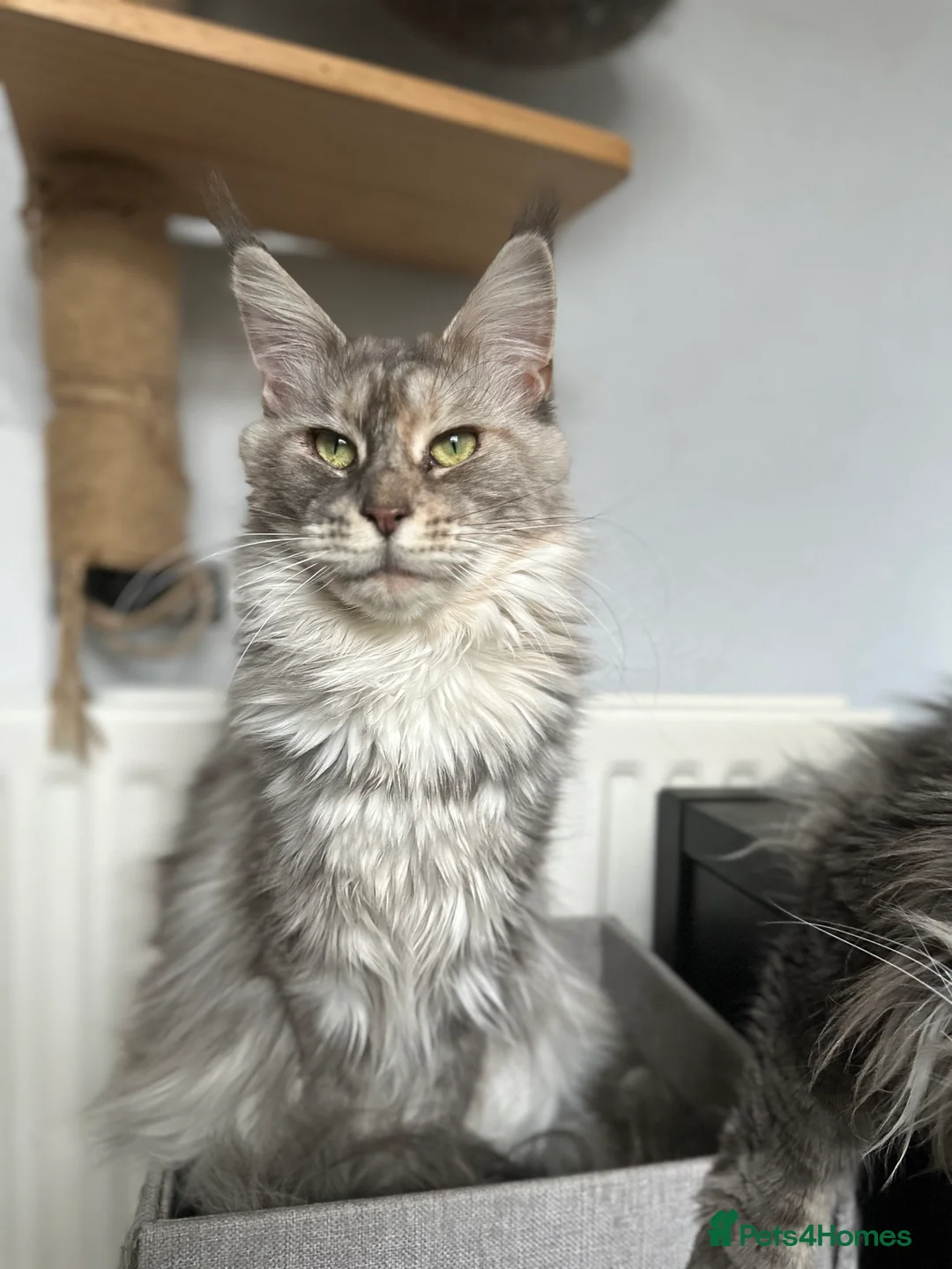 Maine Coon cats for sale: Tortie maine coon female TICA registered available - Advert 8