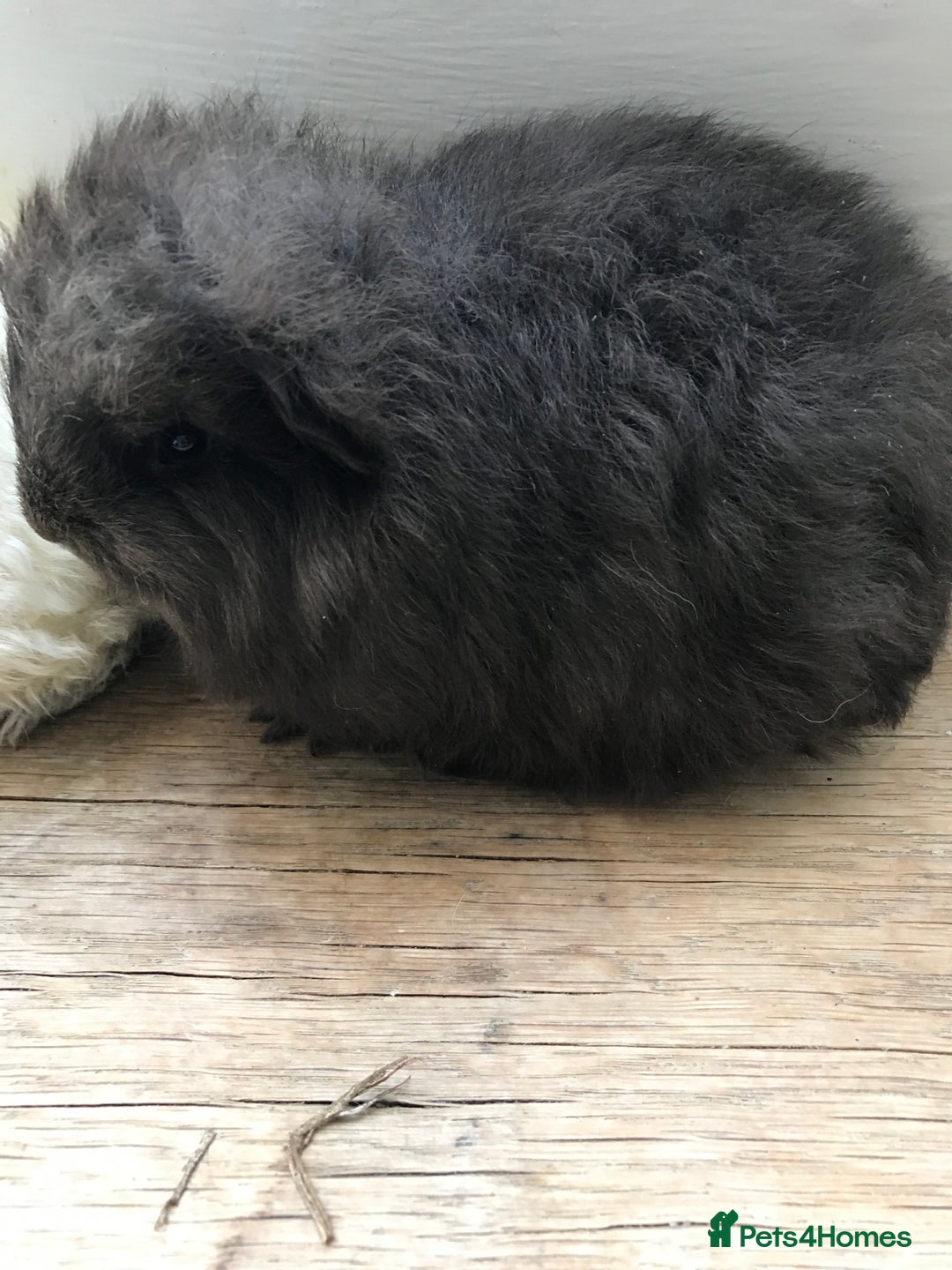 Guinea Pig rodents for sale: Swiss brothers - Advert 6