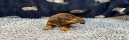 Miniature Dachshund dogs for sale: KC Miniature Dachshund Puppies Last Boy 🐶 - Advert 9