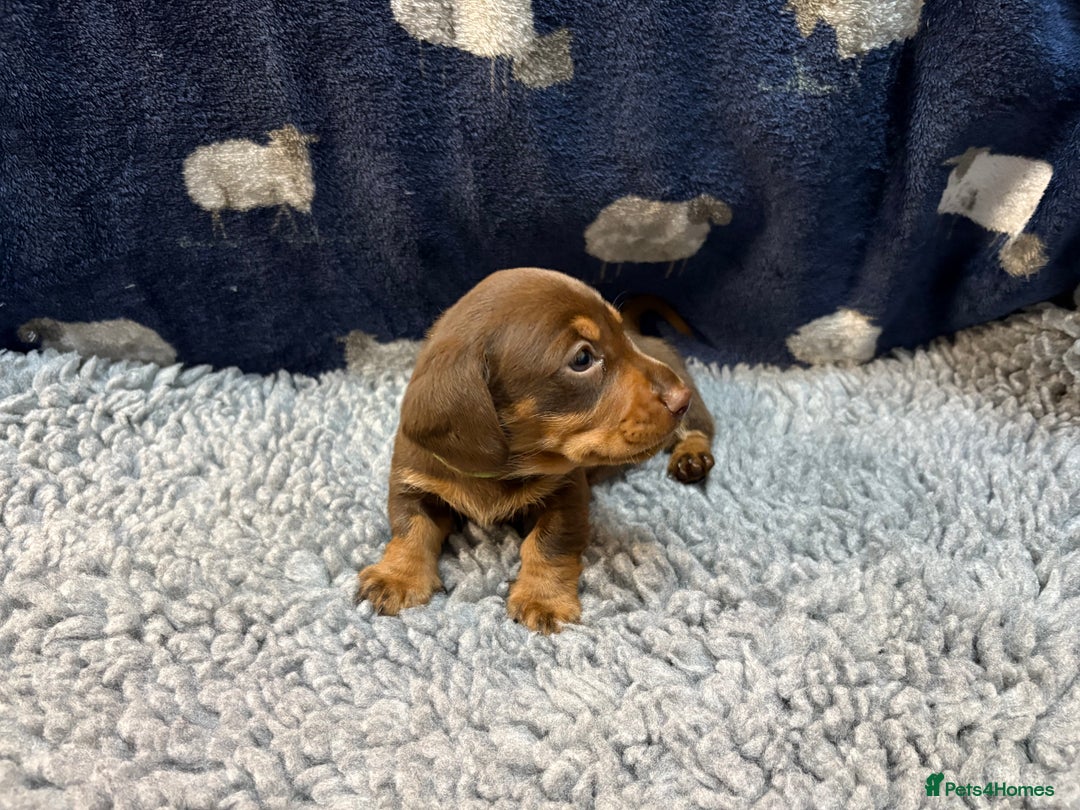 Miniature Dachshund dogs for sale: KC Miniature Dachshund Puppies Last Boy 🐶 - Advert 9