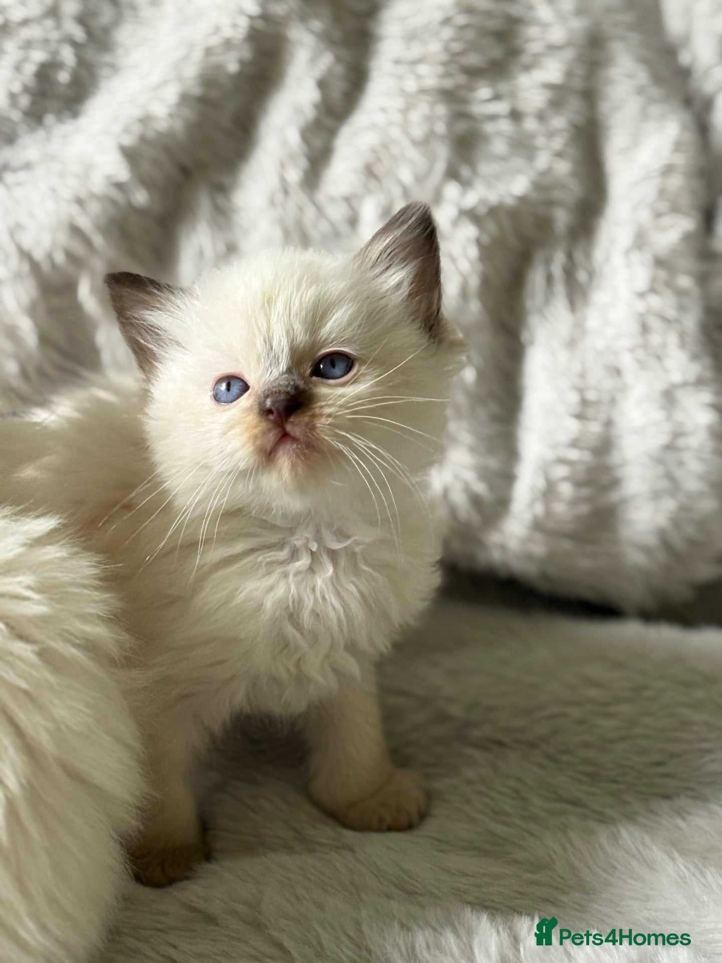 Ragdoll cats 🌺 Exceptional GCCF Babies 🌺 - Advert 10