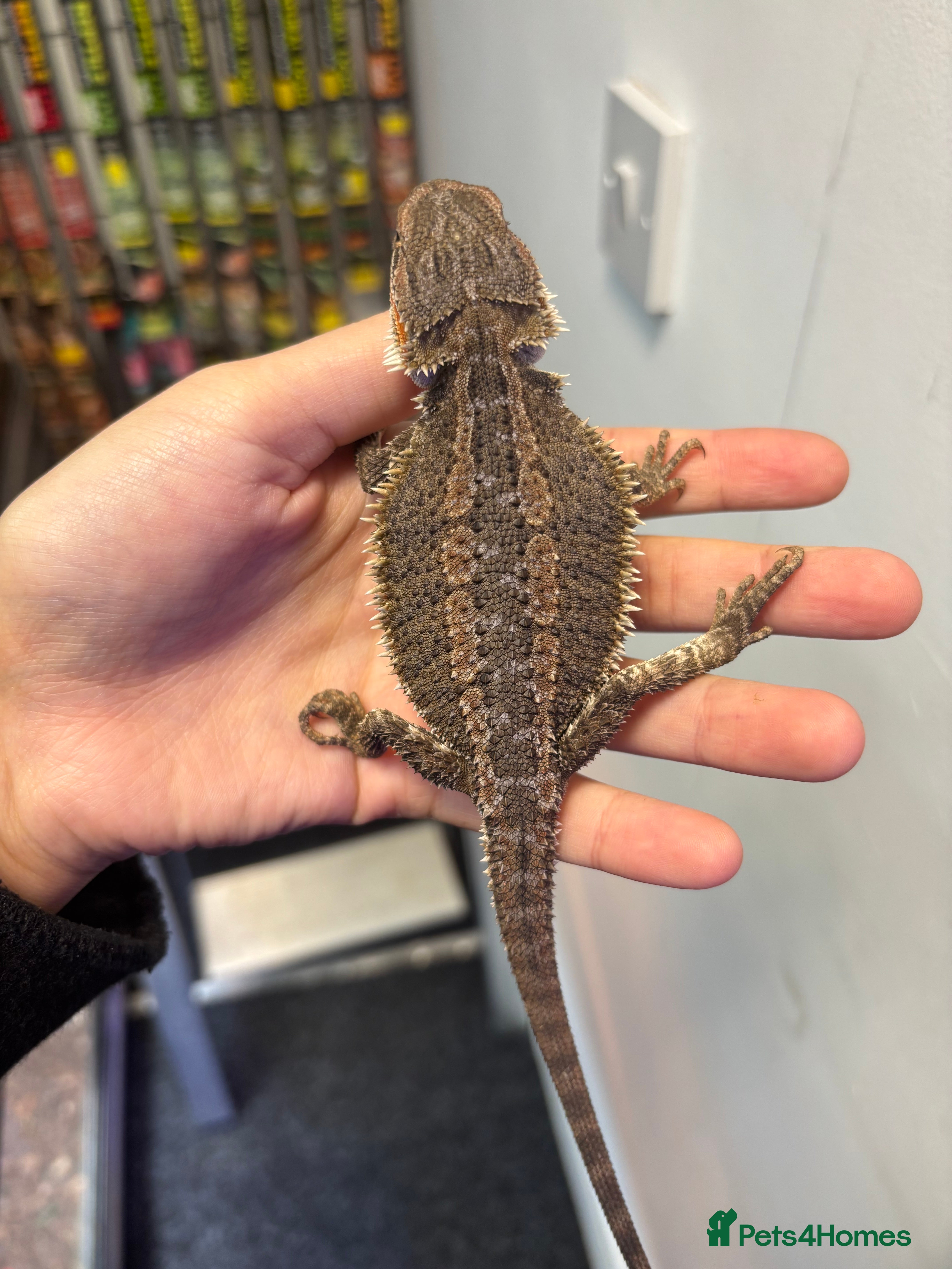 Bearded Dragon reptiles Female  Gstripe bearded dragon   - Advert 3