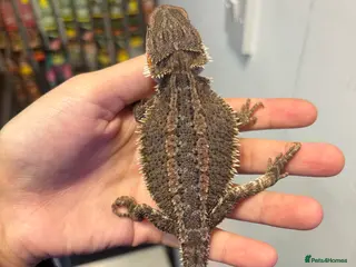Bearded Dragon reptiles Female Gstripe bearded dragon - Advert 3