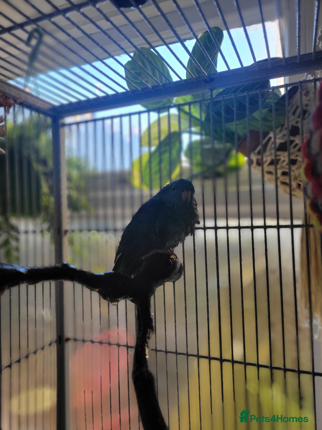 Parakeets birds for sale: Lineolated parakeet - Image 2
