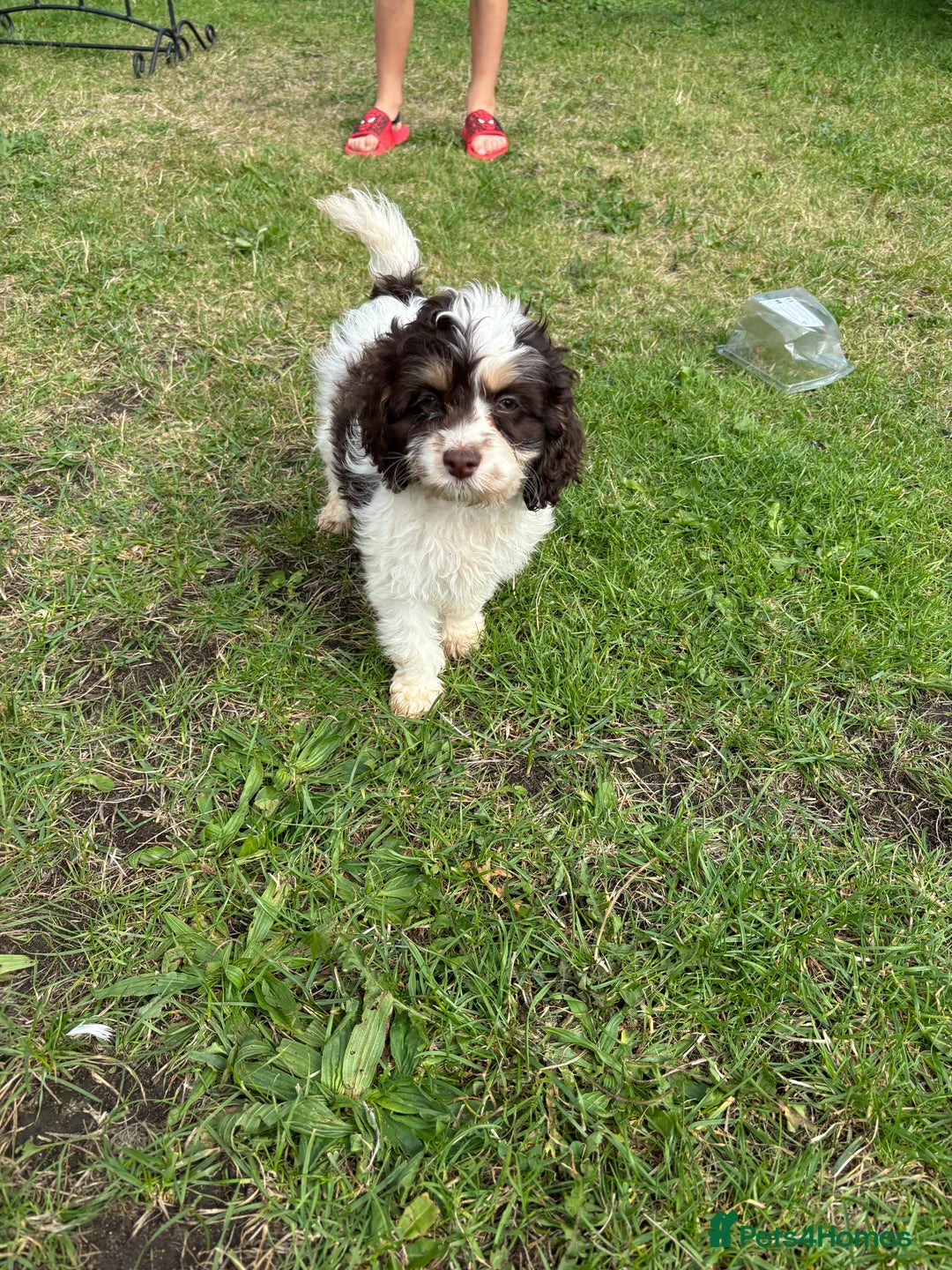 Cockapoo dogs for sale: AMERICAN COCKAPOO PUPPIES FOR SALE  - Image 1