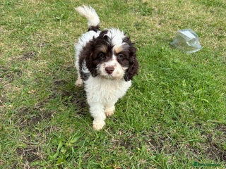 Cockapoo dogs - Advert 18