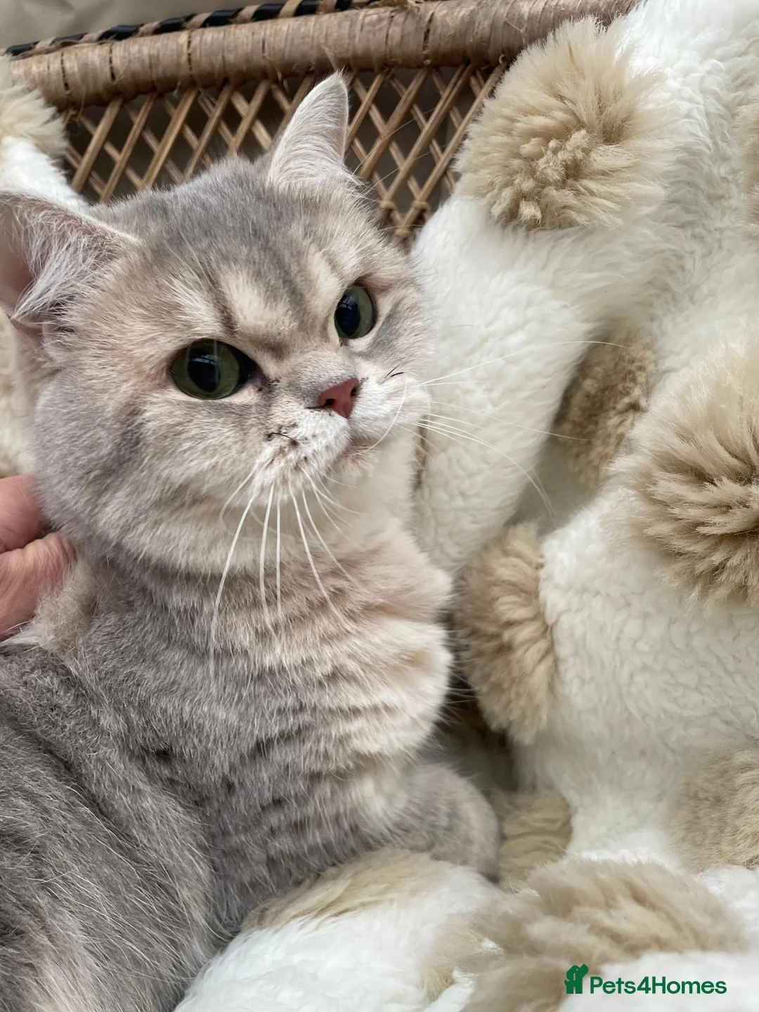 British Shorthair cats for sale: Retired breeding cats for rehoming all neutered - Advert 1