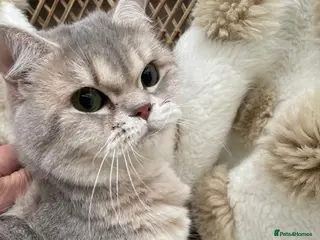 British Shorthair cats Retired breeding cats for rehoming all neutered - Advert 6