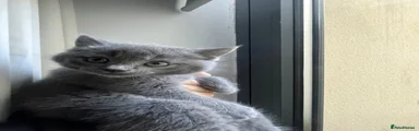 British Shorthair 1