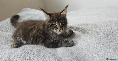 Maine Coon cats - Advert 10
