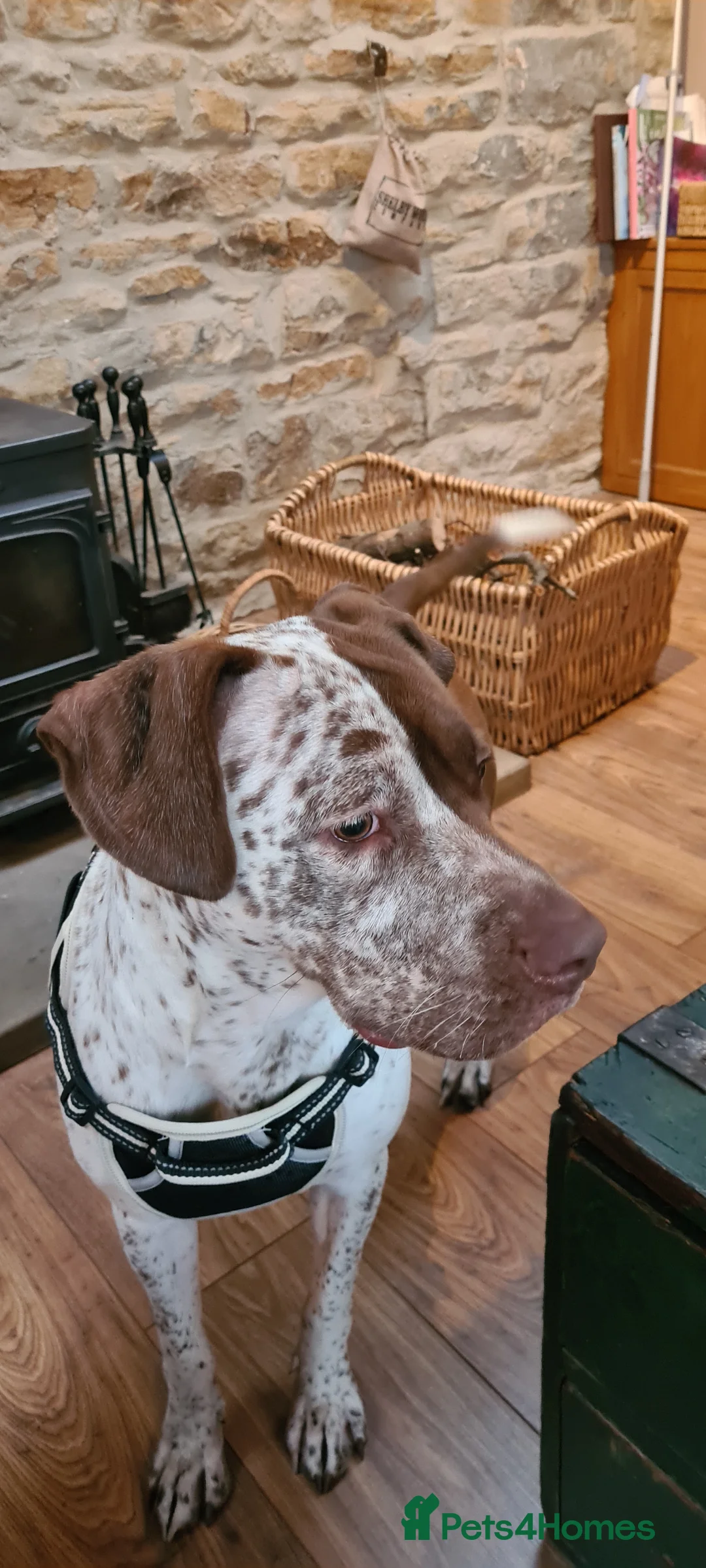 Mixed Breed dogs for sale: Bella pointer x staff - Advert 1