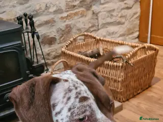 Mixed Breed dogs Bella pointer x staff - Advert 7