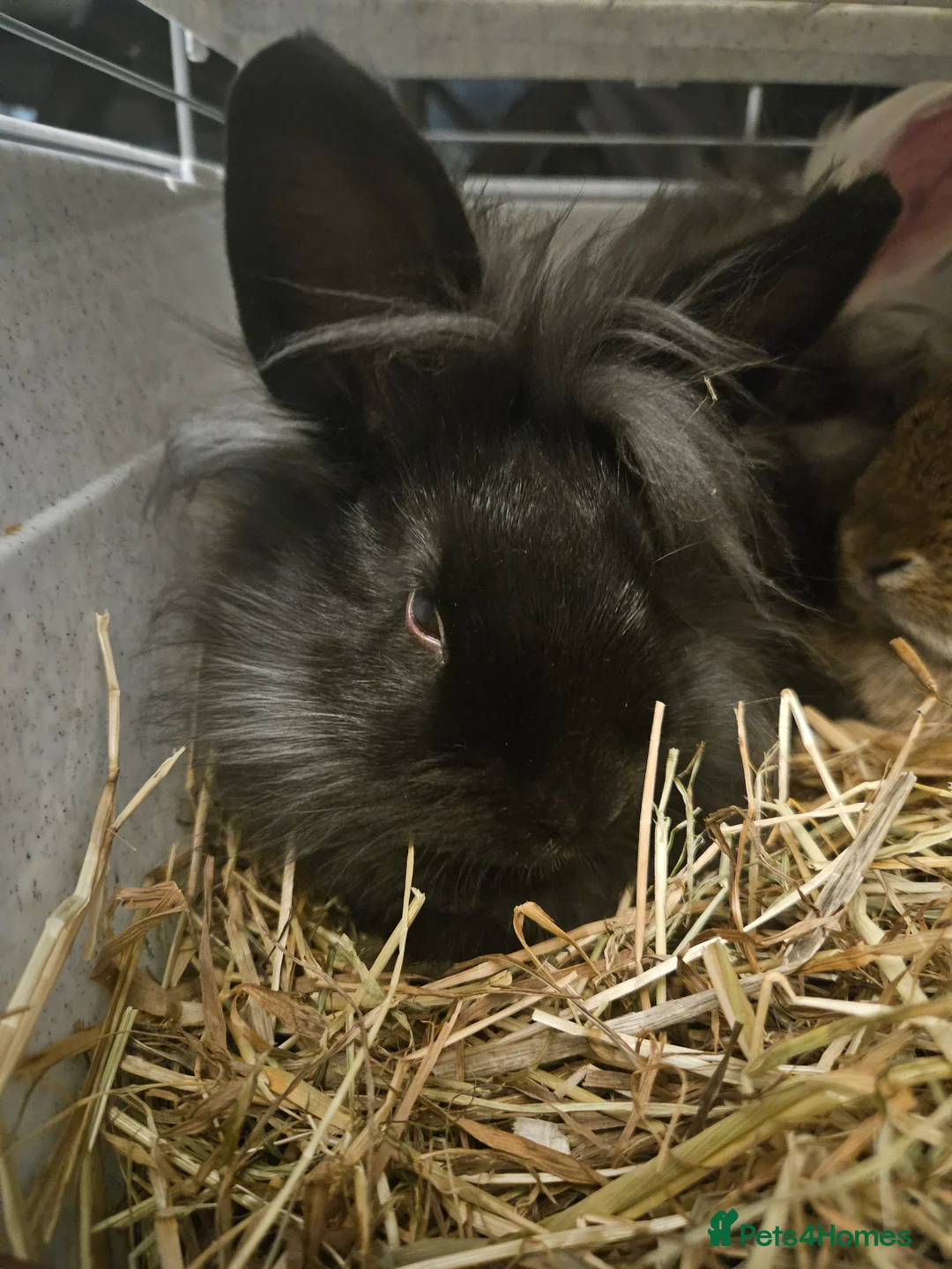 Lionhead rabbits for sale: Lion head last 3 left - Advert 7