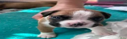 Boxer dogs for sale: Gorgeous litter of boxer puppies 🐶  in Nottingham - Advert 15