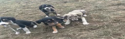 Saluki dogs for sale: Saluki puppy s  - Advert 23