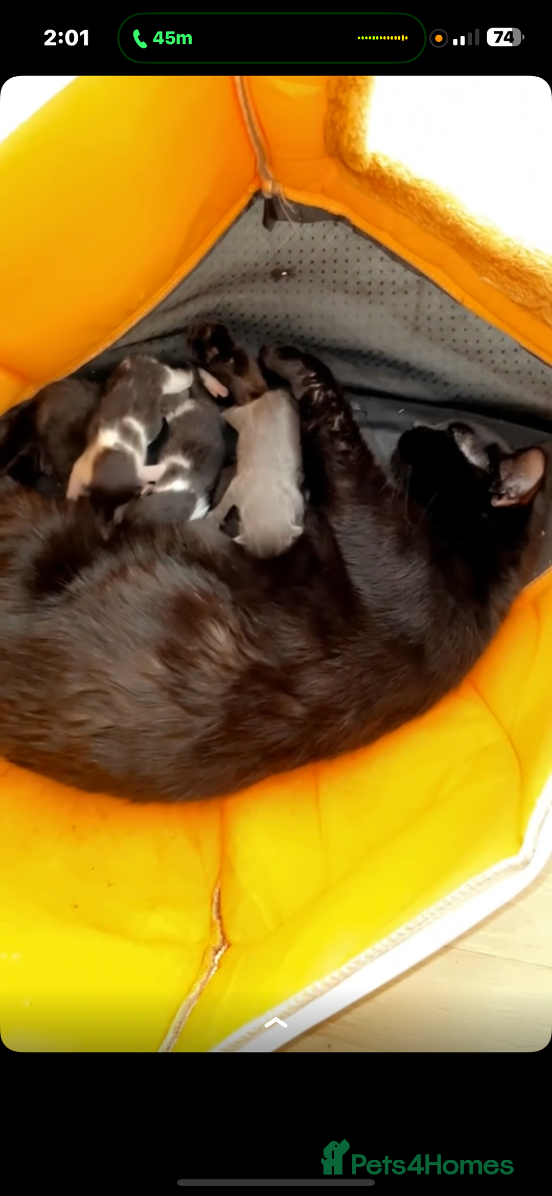 Bombay cats for sale: Cute playful kittens - Image 3