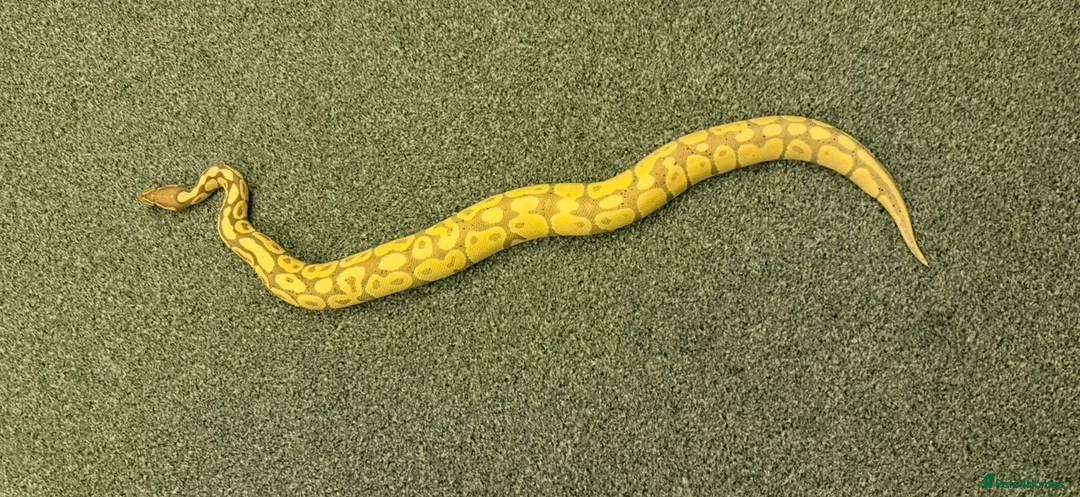 Python Snake reptiles for sale: Female banana 66% het clown with temporary set up in Coalville - Advert 1