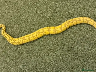 Python Snake reptiles Female banana 66% het clown with temporary set up - Advert 5