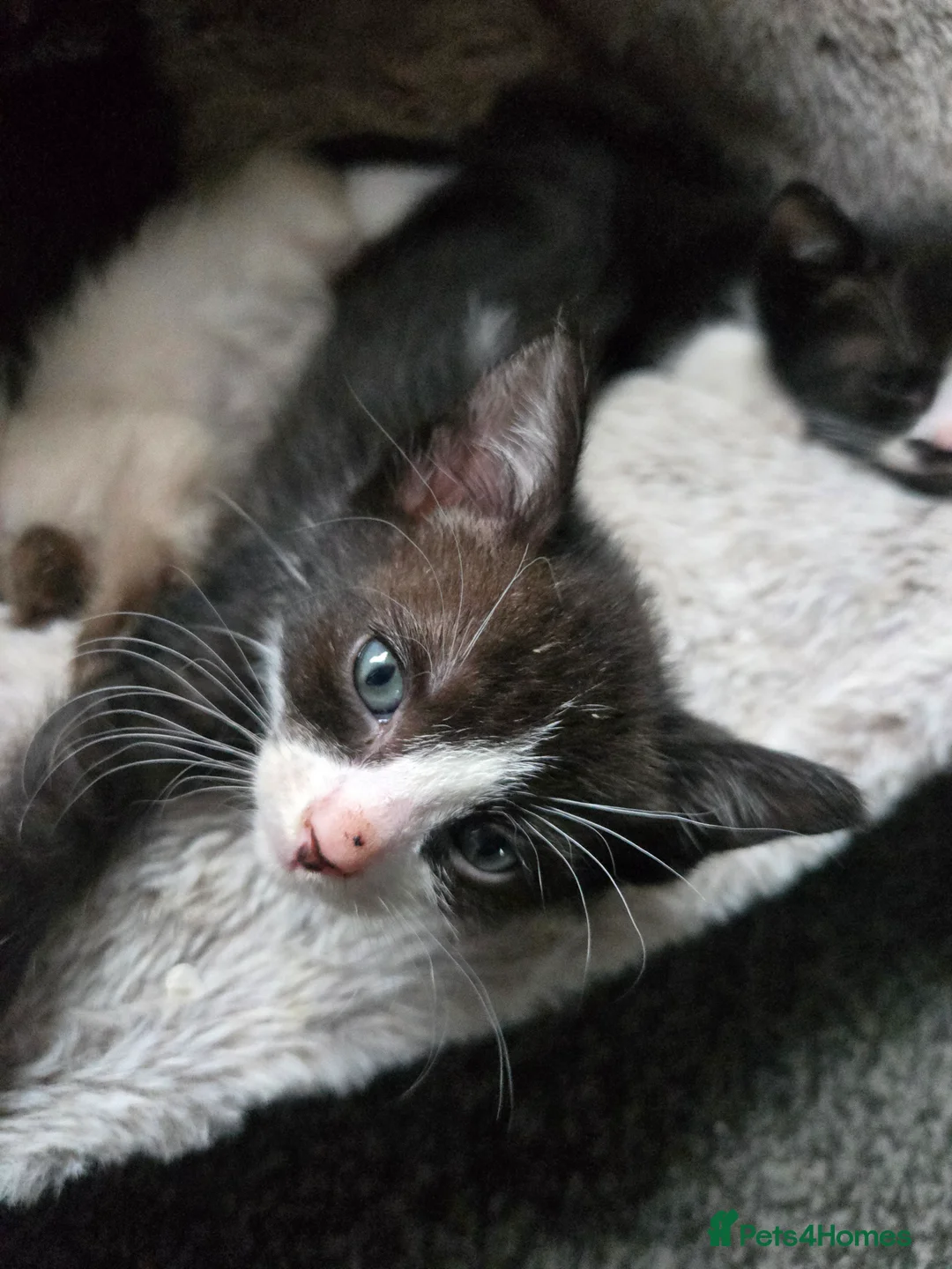 Siamese cats for sale: Beautiful siamese boys and girls  - Advert 4