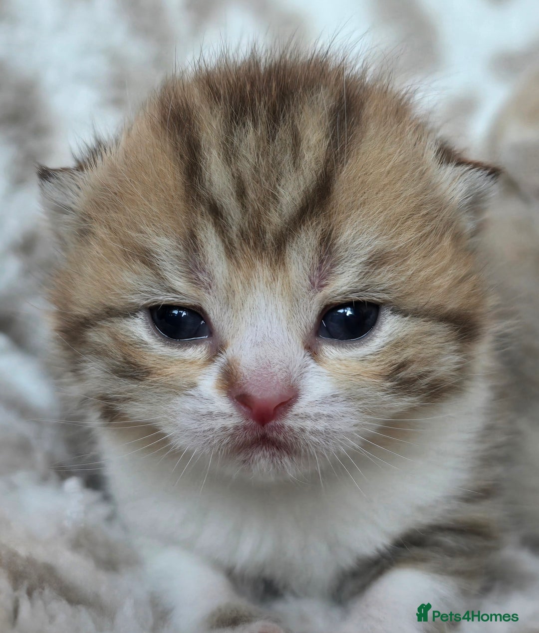 British Shorthair cats for sale: 1 BOY LEFT TICA reg BSH and BLH kittens - Advert 40