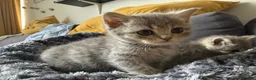 Scottish Fold cats for sale: Scotish fold cross Scottish straight adorable🥰 😻 - Advert 5