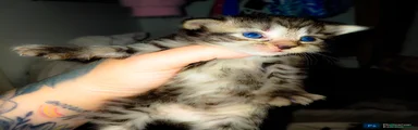 Mixed Breed Kitten 3