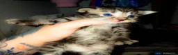 Mixed Breed cats for sale: mixed munchkins  - Advert 3