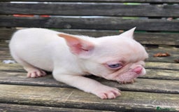French Bulldog dogs for sale: French bulldog pups pink/fluffy READY NOW - Advert 13