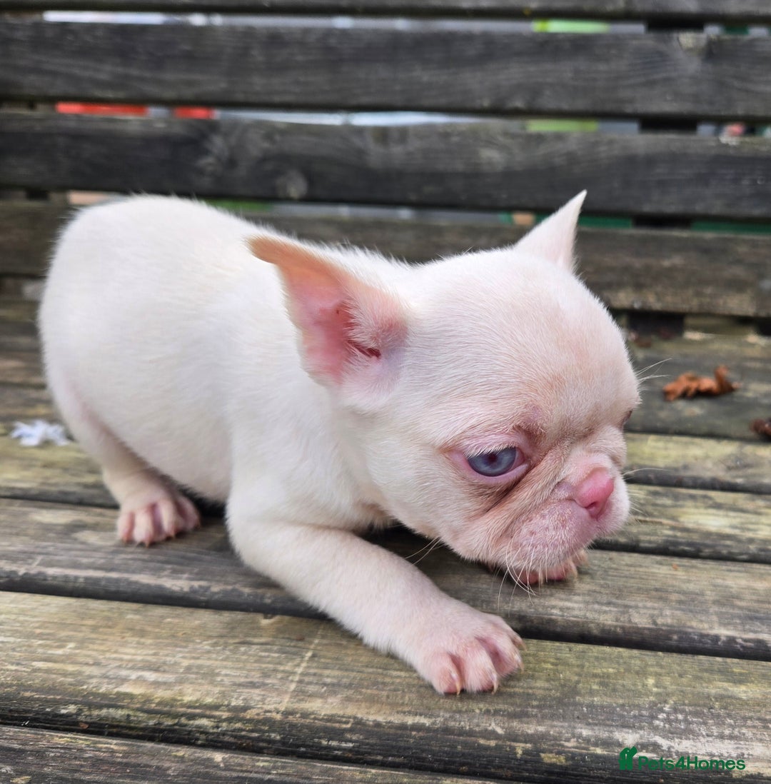 French Bulldog dogs for sale: French bulldog pups pink/fluffy READY NOW - Advert 13