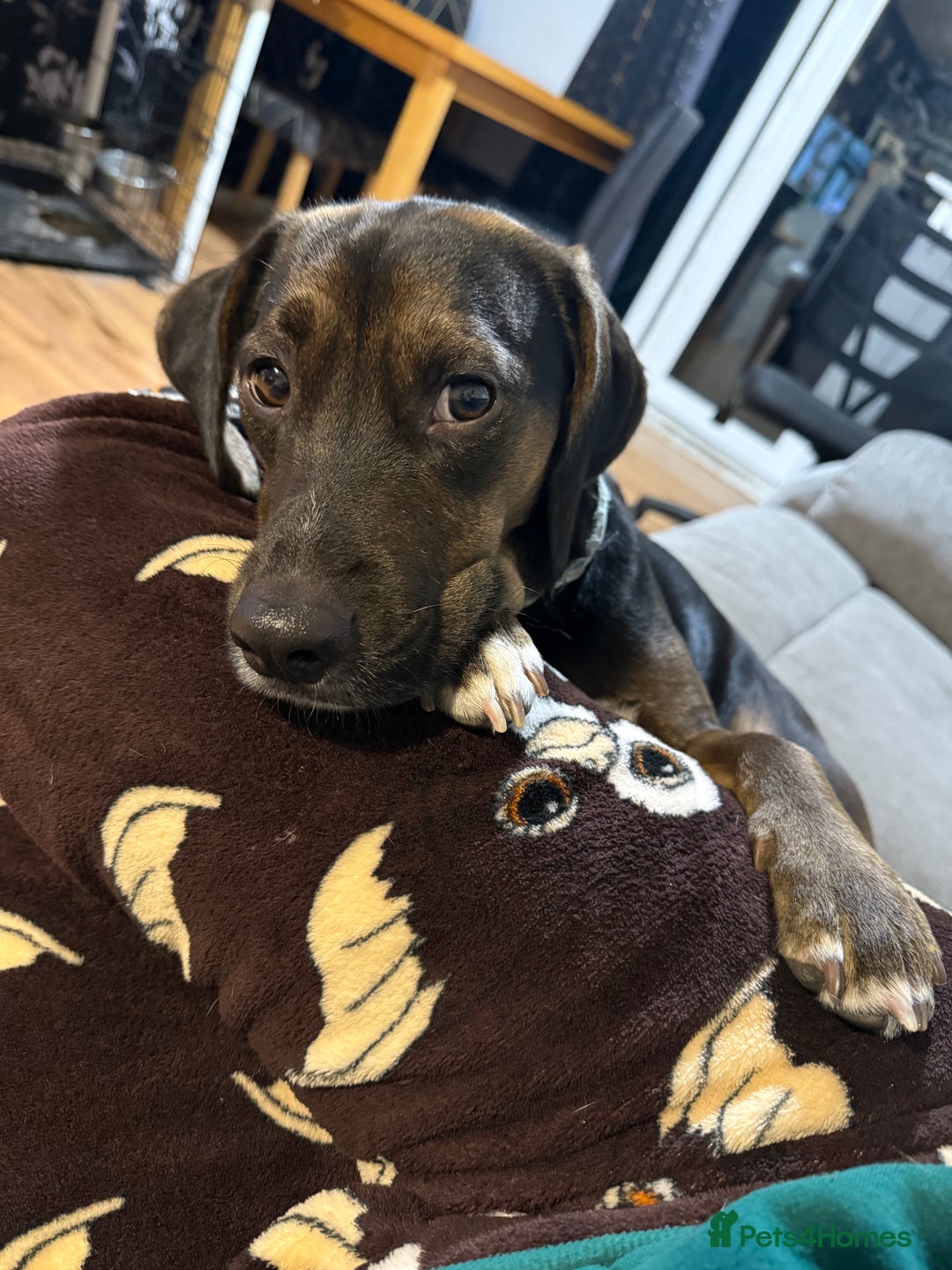 Mixed Breed dogs for sale: Spaniel cross Dacshund boy almost 2yrs - Advert 5