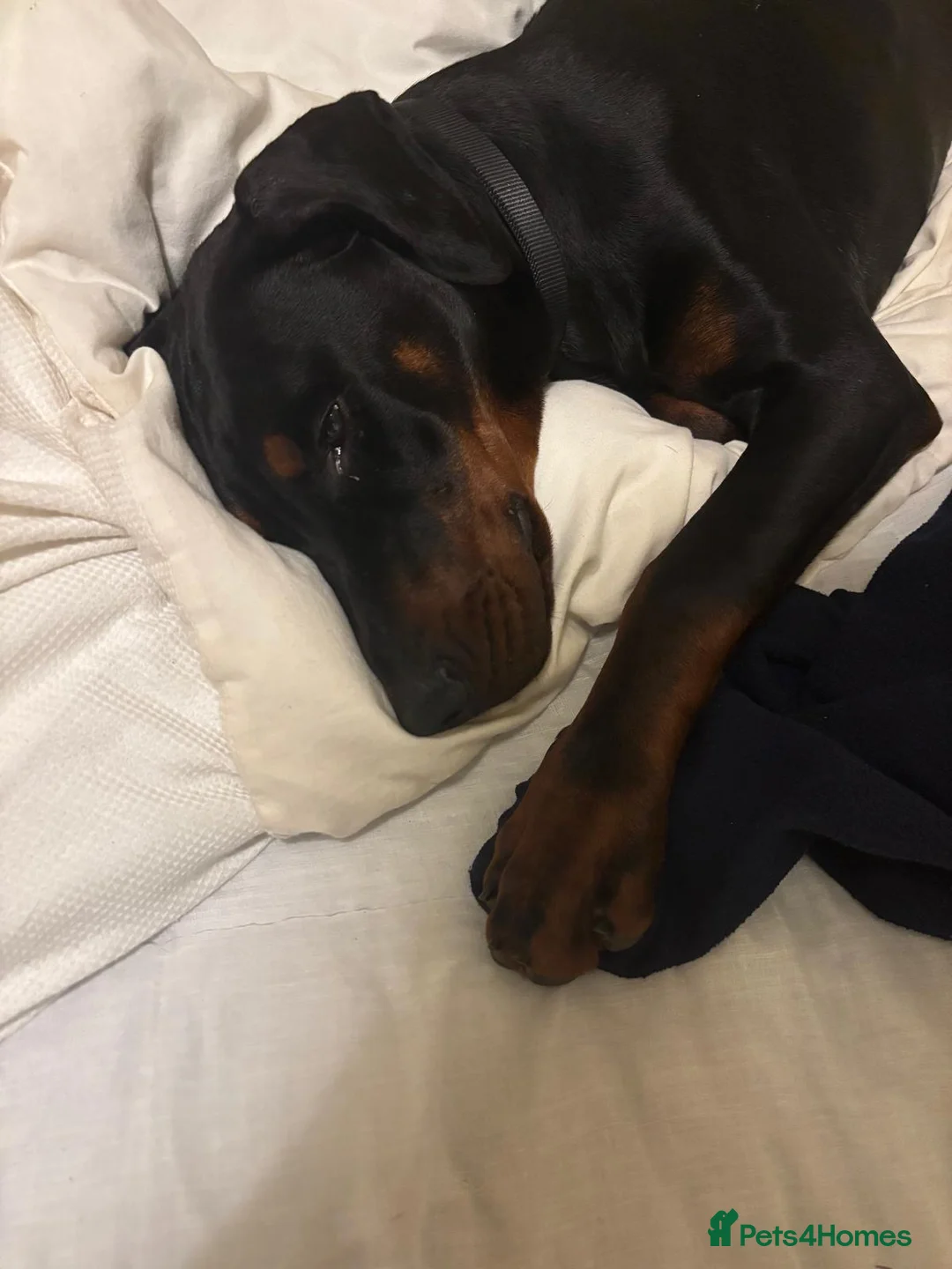 Dobermann dogs for sale: 8 Month Old Doberman - Advert 3