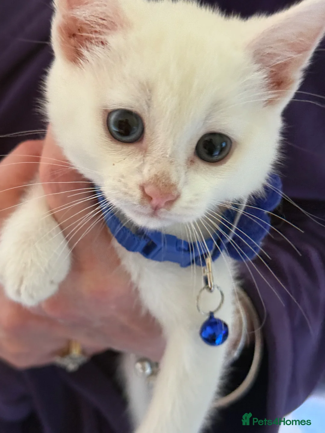 Ragdoll cats for sale: Ragdoll x 1/2 raggie bsh white 8 wks ready now in Lewes - Advert 2