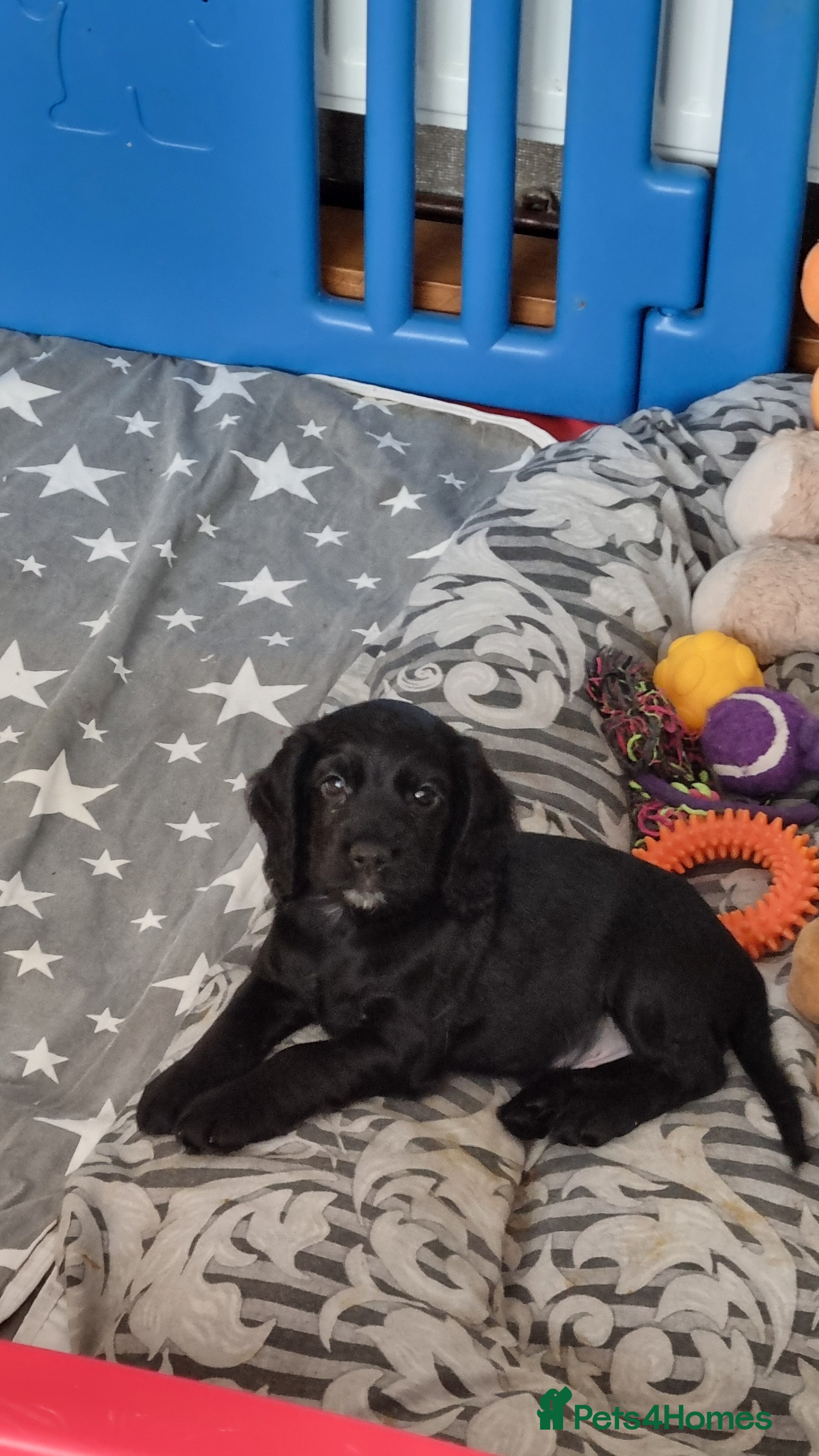 Cocker Spaniel dogs 3 boys left. Cocker Spaniel Puppies for Sale 🐾  - Advert 2