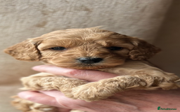 Cockapoo dogs for sale: Exceptional deep red and cream puppies  - Image 6