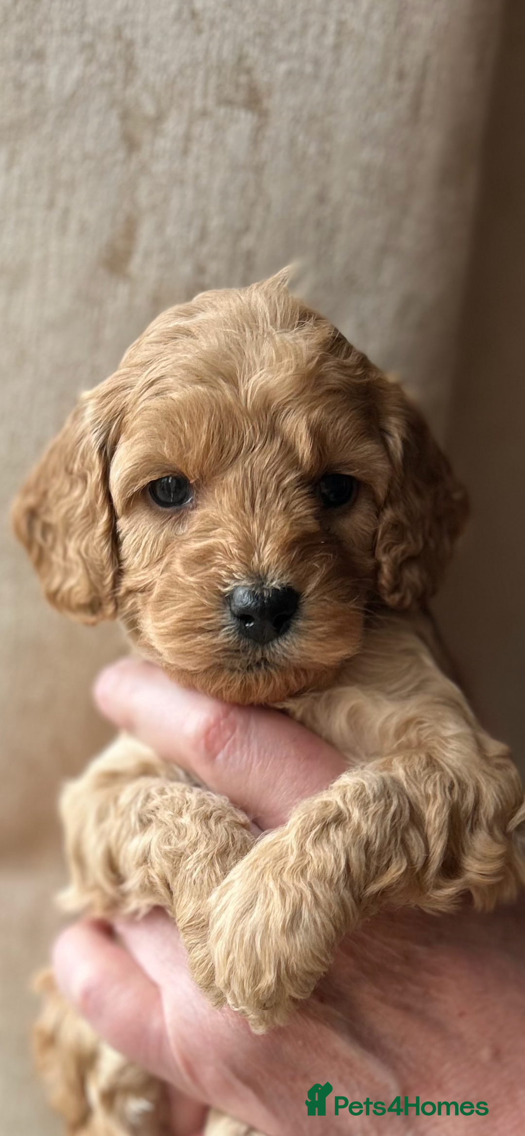 Cockapoo dogs for sale: Exceptional deep red and cream puppies  - Image 6