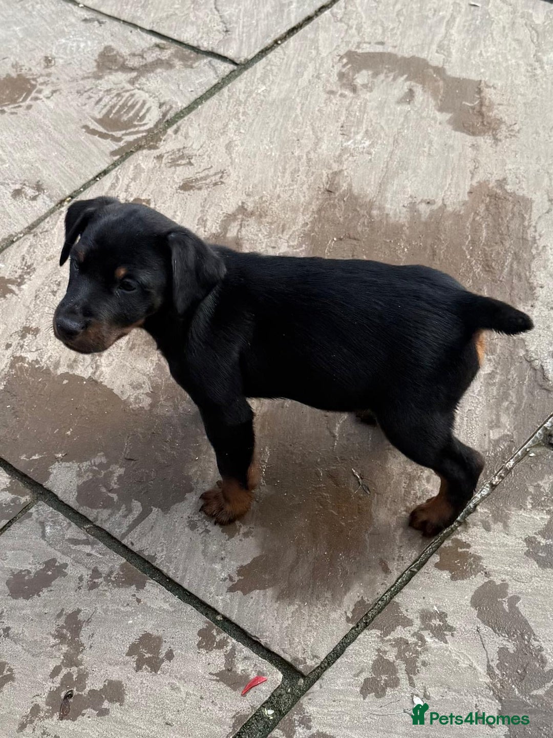 Jagdterrier dogs for sale: Jagd terrier dog & bitch pup - Image 3