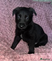 German Shepherd dogs German Shepherd puppies - Advert 2