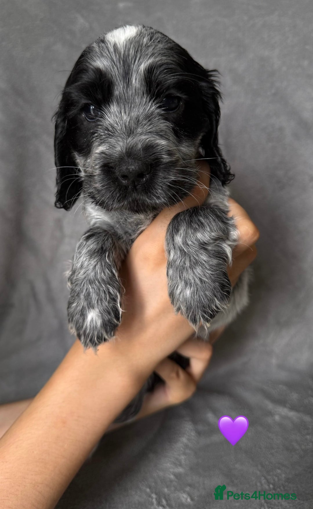 Cocker Spaniel dogs for sale: Show type Cocker spaniel puppies blue roan - Image 4