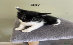 Mixed Breed cats for sale: kittens  - Image 3